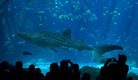 Marine Animal tank (image from Travelodge Seattle Center)