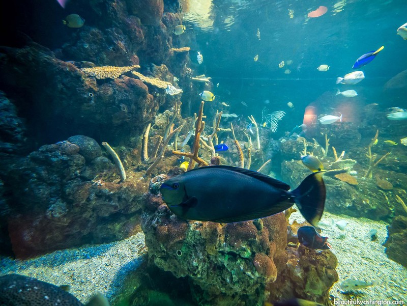 Tank at the Seattle Aquarium (image from Beautiful Washington)