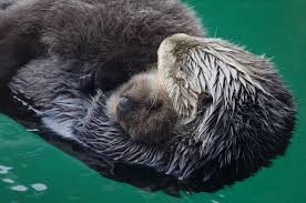 Mother and baby otters at the aquarium (image from the Seattle Times)