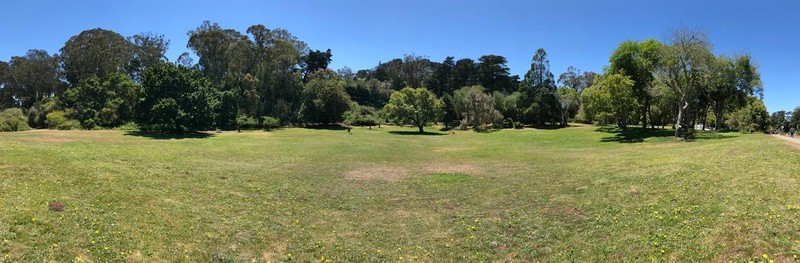 Panorama of all 13 Trees in the Colonial Trees Grove