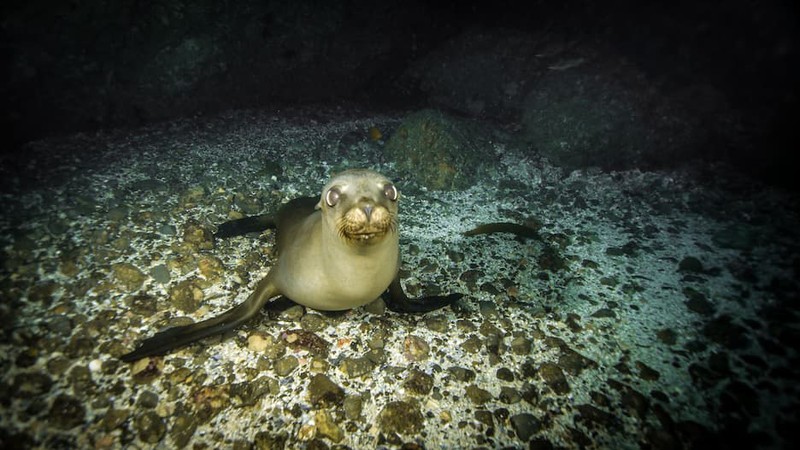 Eye, Fawn, Underwater, Terrestrial animal