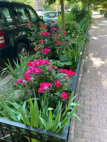 Flower, Plant, Tire, Petal