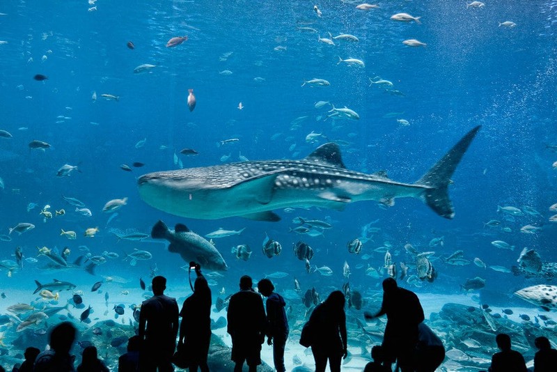 Water, Azure, Fin, Organism