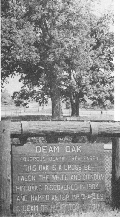 Deam Oak Tree