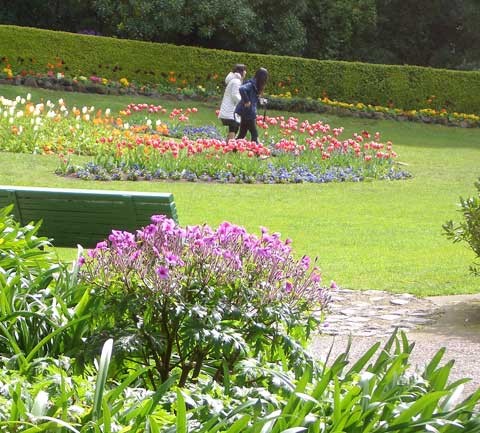 Queen Wilhelmina Tulip Garden in Golden Gate Park, San Francisco