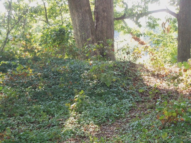 An overgrown portion of the remains of Fort Ethan Allen ((By Farragutful (Own work) [CC BY-SA 3.0 (http://creativecommons.org/licenses/by-sa/3.0)], via Wikimedia Commons))