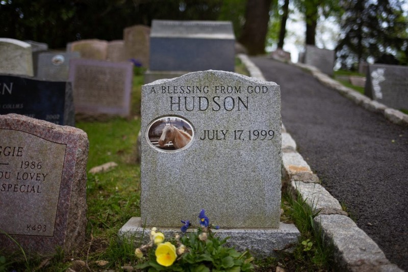 Headstone, Photograph, Leaf, Cemetery