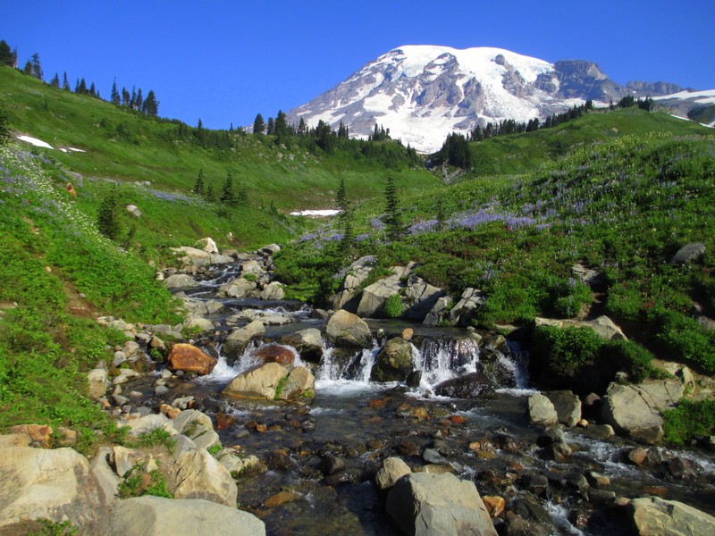 Washington National Park showing Mount Rainier