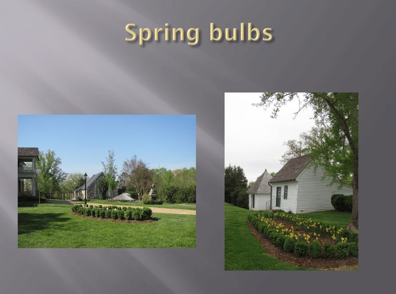 Spring bulbs in triangular beds