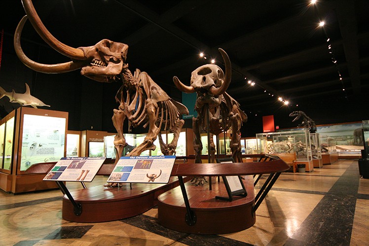 Mastodons in the Hall of Evolution