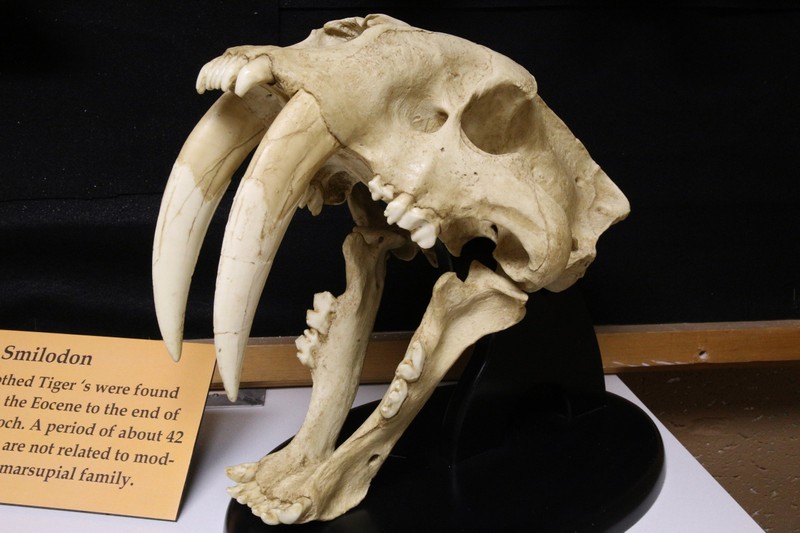 Pictured is a replica of a Smilodon's skull, also known as a Saber Toothed Tiger. Smilodon's were found worldwide from the Eocene to the end of the Pleistocene Epoch (a period of 42 million years.)