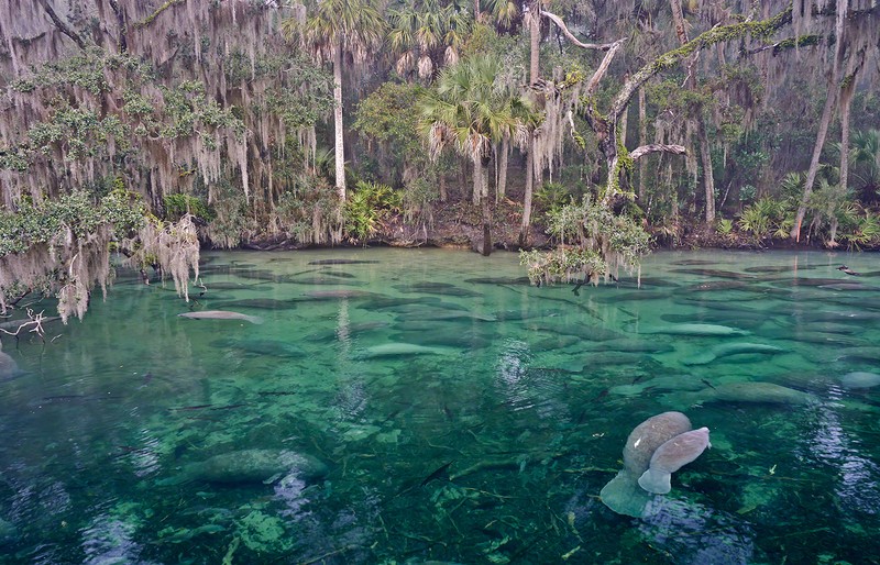 manatee feeding.