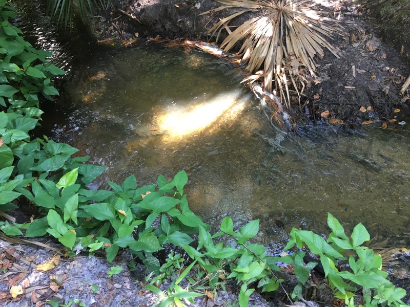 One of the vents of the spring that is located on a trail in a stream.