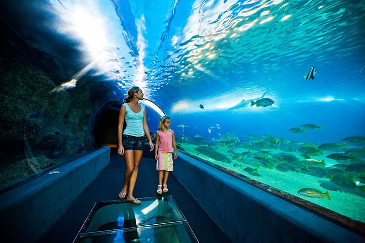 The tunnel