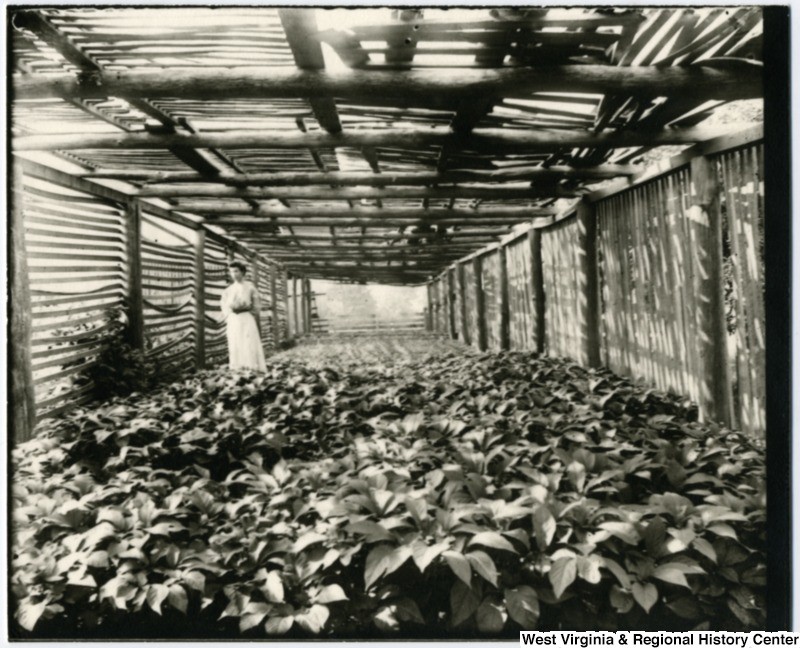 The Lehmann Family Ginseng Patch