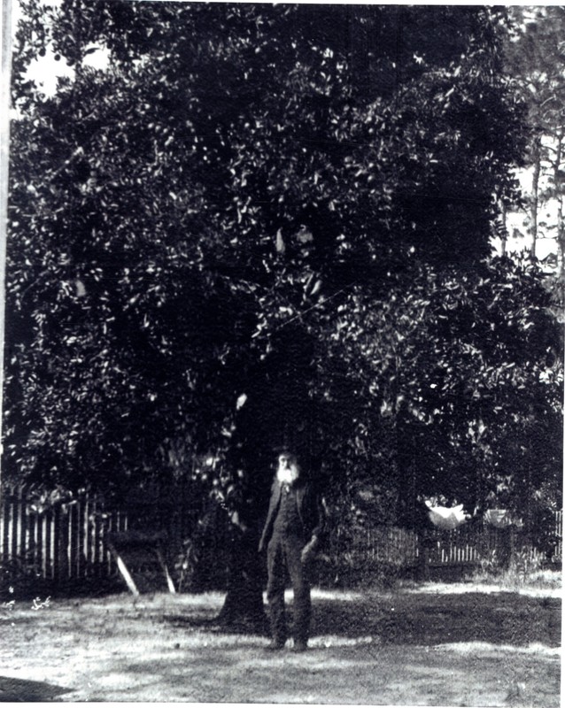 Daniel McMullen in front of an orange tree in Largo, Florida, circa 1890. 