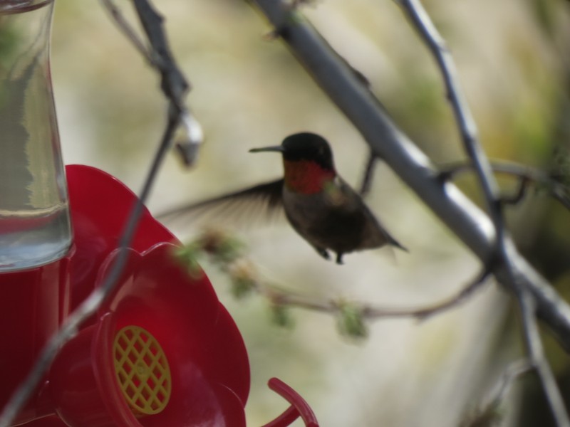 Ruby-throated Hummingbird