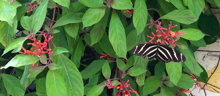 Butterflies in the Butterfly Garden.