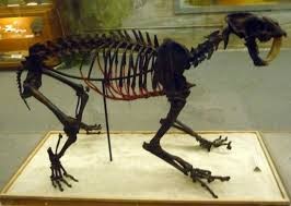 A saber-tooth tiger skeleton in the Ice Age exhibit.