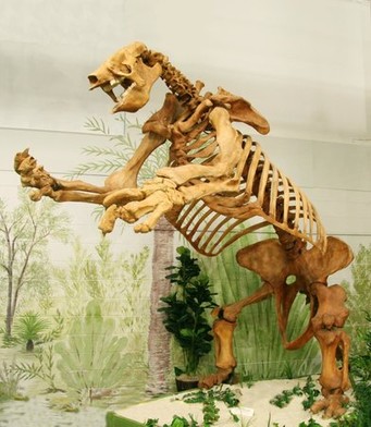 Giant Ground Sloth Skeleton