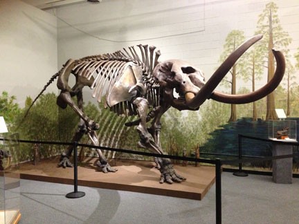 Replica Mastodon Skeleton