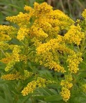 The flower the town is named after.