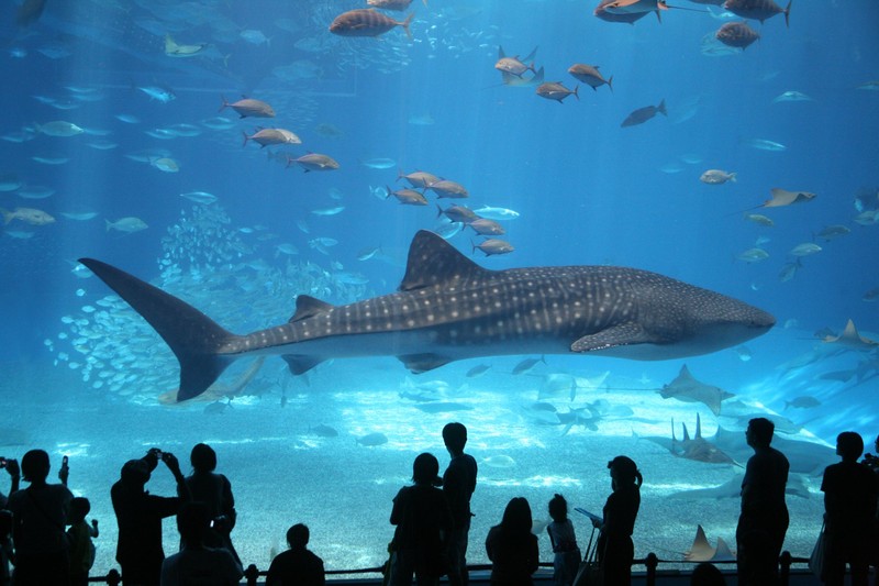 Shark Exhibit in FL Aquarium 