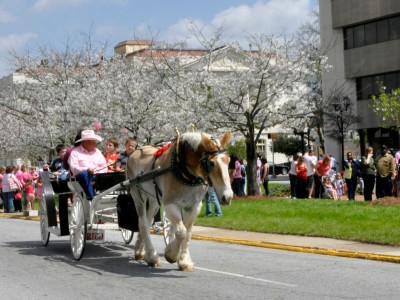 Cherry Blossom Trail during the festival