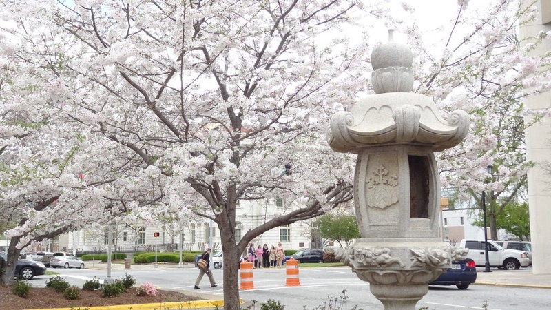 Macon in Cherry Blossom bloom