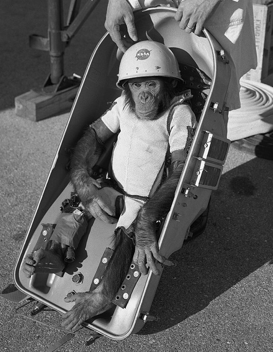 Ham was NASA's test subject to see if humans could survive in space.