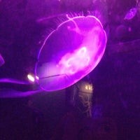 Purple, Jellyfish, Sky, Bioluminescence