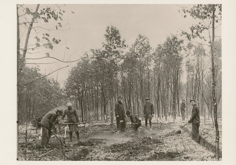 Plant, Tree, Working animal, Wood