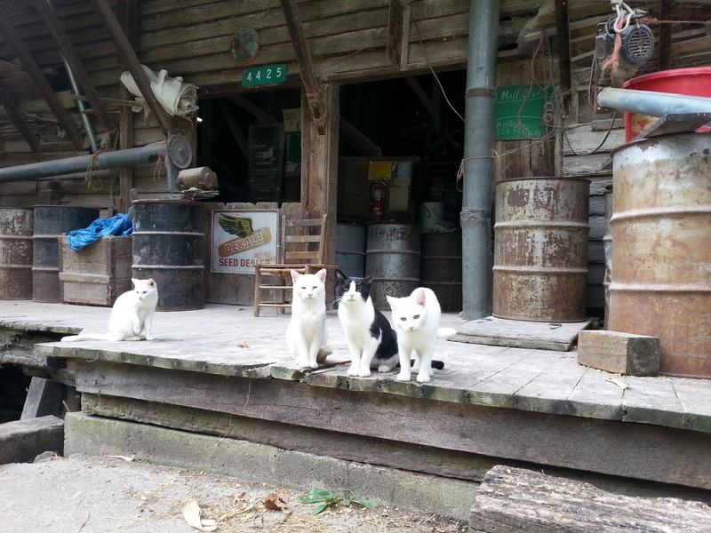 A few felines visiting the mill.