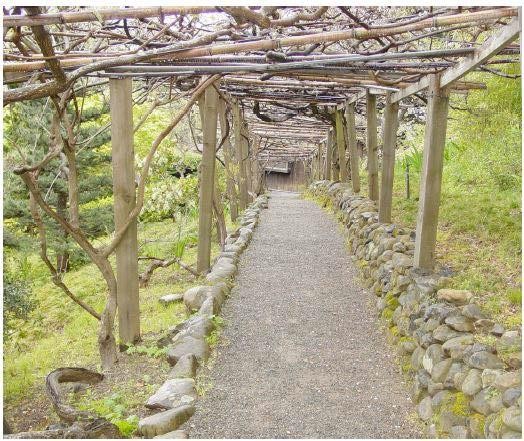 Wisteria Arbor (image from National Register of Historic Places)