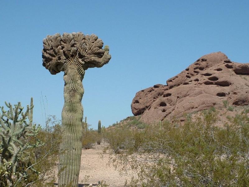 A rare cristate (crested) Saguaro cactus.