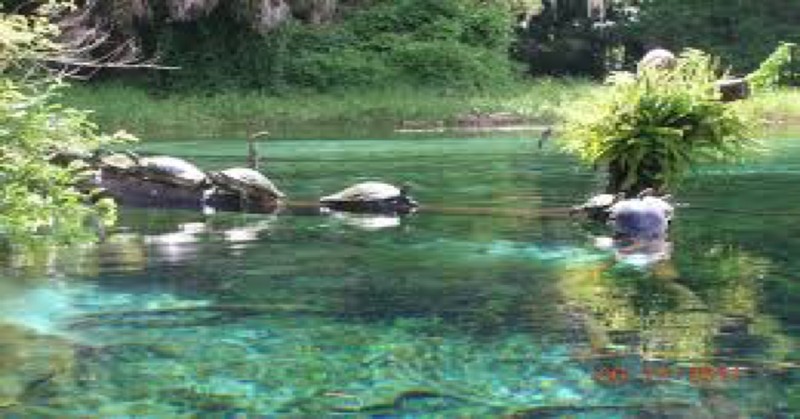 This pictures shows how clear the water is and some of the small plant life living inside the water.