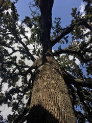 The tree behind the Green Hotel has been there since the house was constructed. It has grown very large over the years.