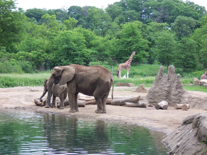 Elephants with a giraffe in the background at the zoo's African Savanna exhibit.