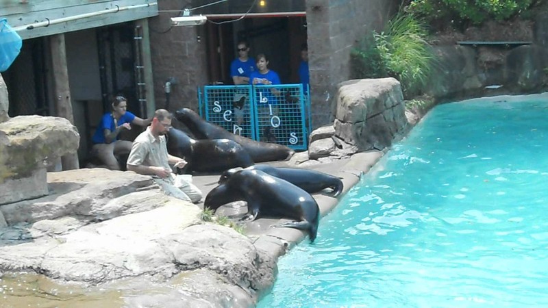 Feeding time at the sea lion exhibit.