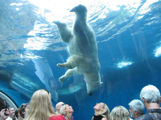 A polar bear standing on its head above zoo patrons.