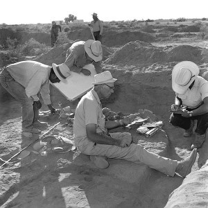 Dr. Emil W. Haury, ASM director from 1938 to 1964, working at Snaketown. n.d.