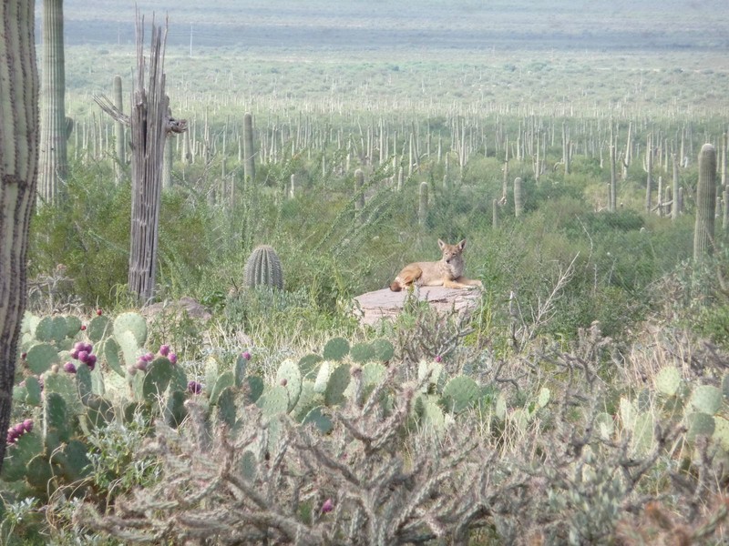 Coyote resting on a rock.