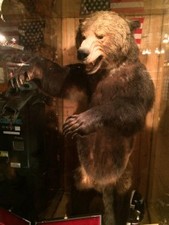 Grizzly bear mount inside of the Million Dollar Cowboy