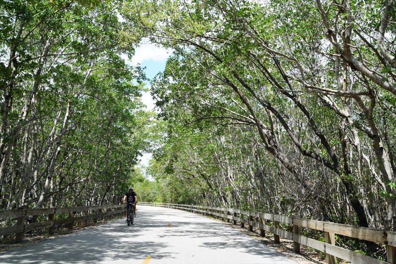 Plant, Sky, Tree, Road surface