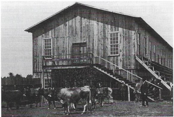 Building, cows