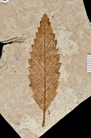 An ancient, fossilized leaf found at the monument (animal fossils are collected and displayed as well)