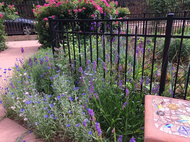 Flower, Plant, Purple, Fence