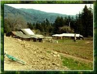 The site of Patchen (image from Patchen California Christmas Tree Farms)