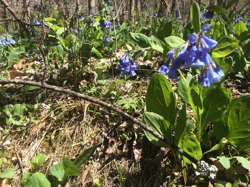 Virginia bluebells can be found blanketing the lower portions of the Core Arboretum near the Rail Trail.