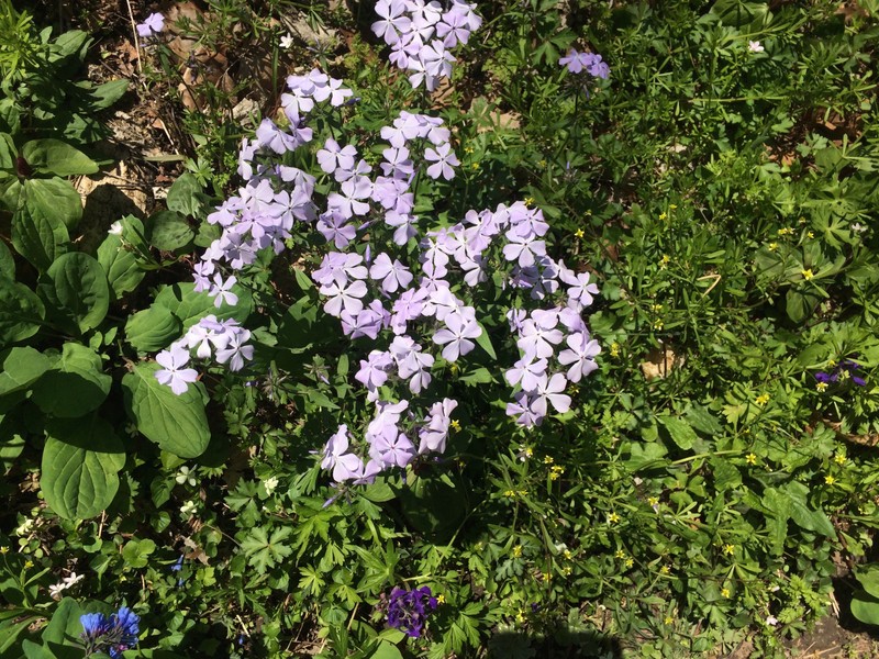 Phlox are a five-petaled spring flower that grow in clusters.